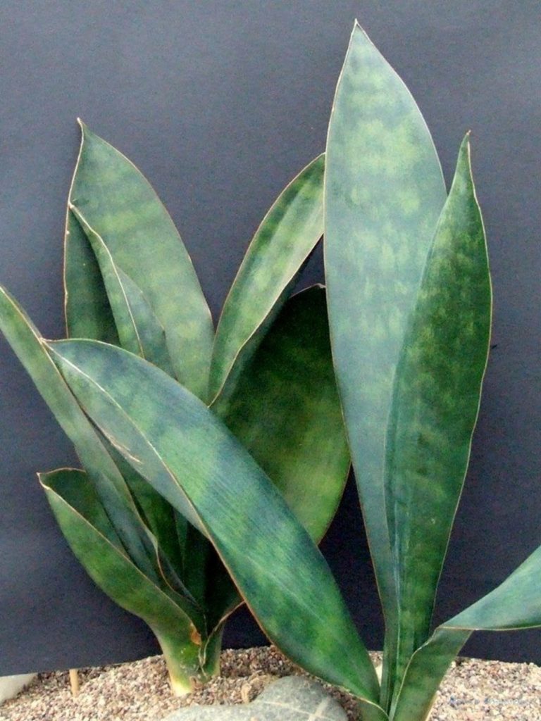 Sansevieria grandis