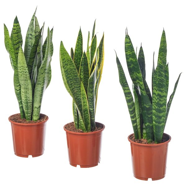 Sansevieria trifasciata