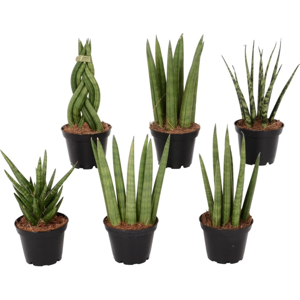 Sansevieria