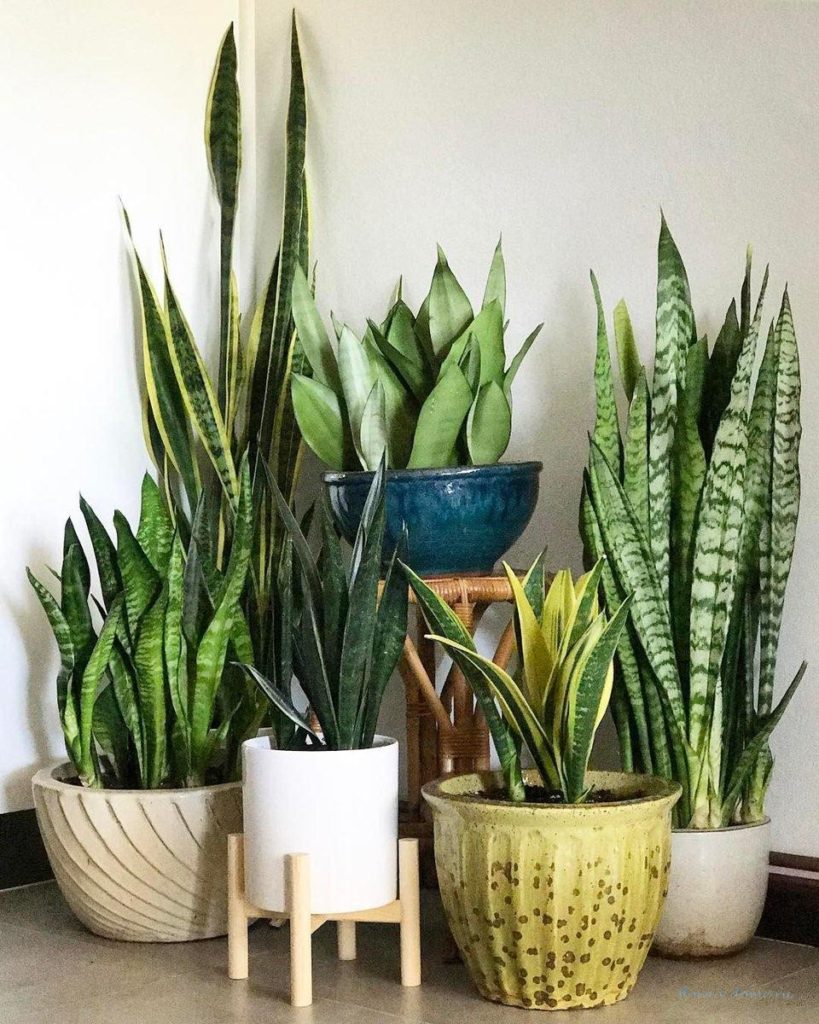 Sansevieria