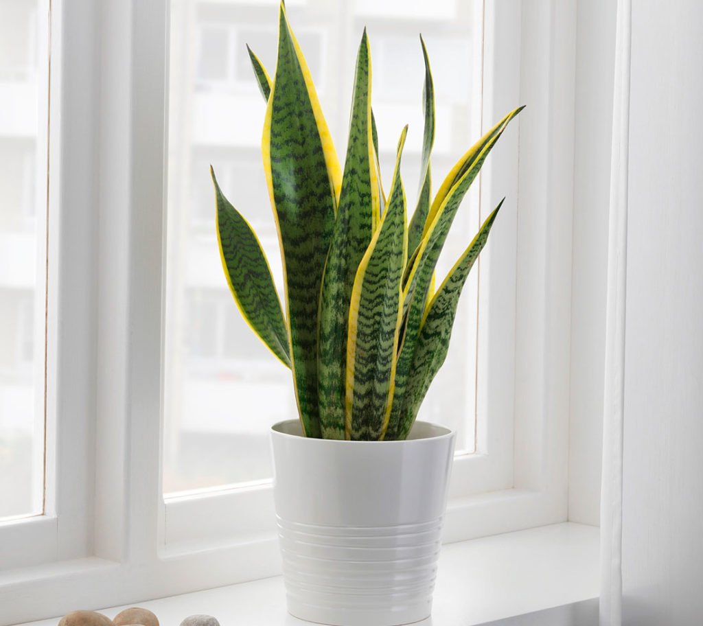 Sansevieria