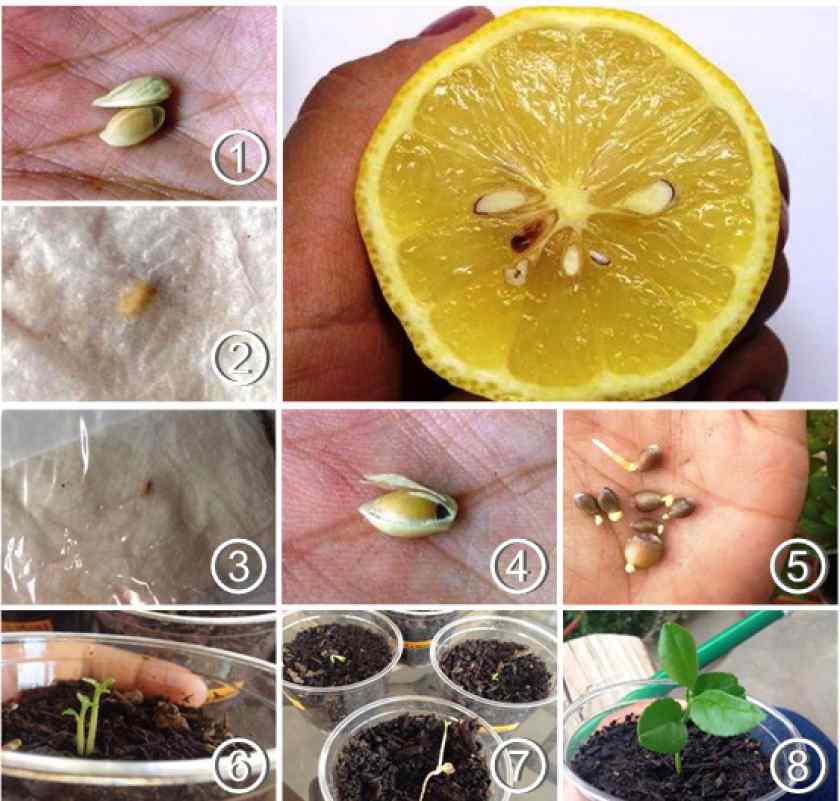 Як виростити лимон з кісточки
