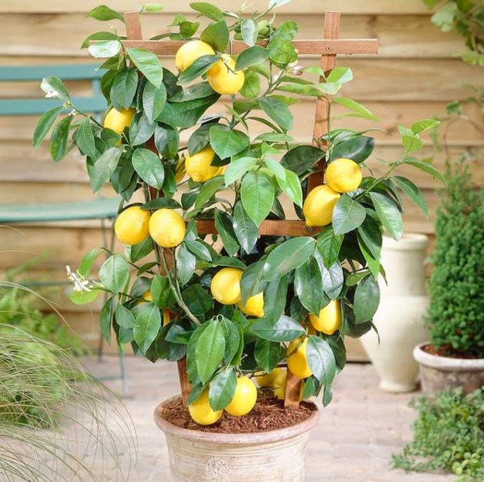 Лимонне дерево