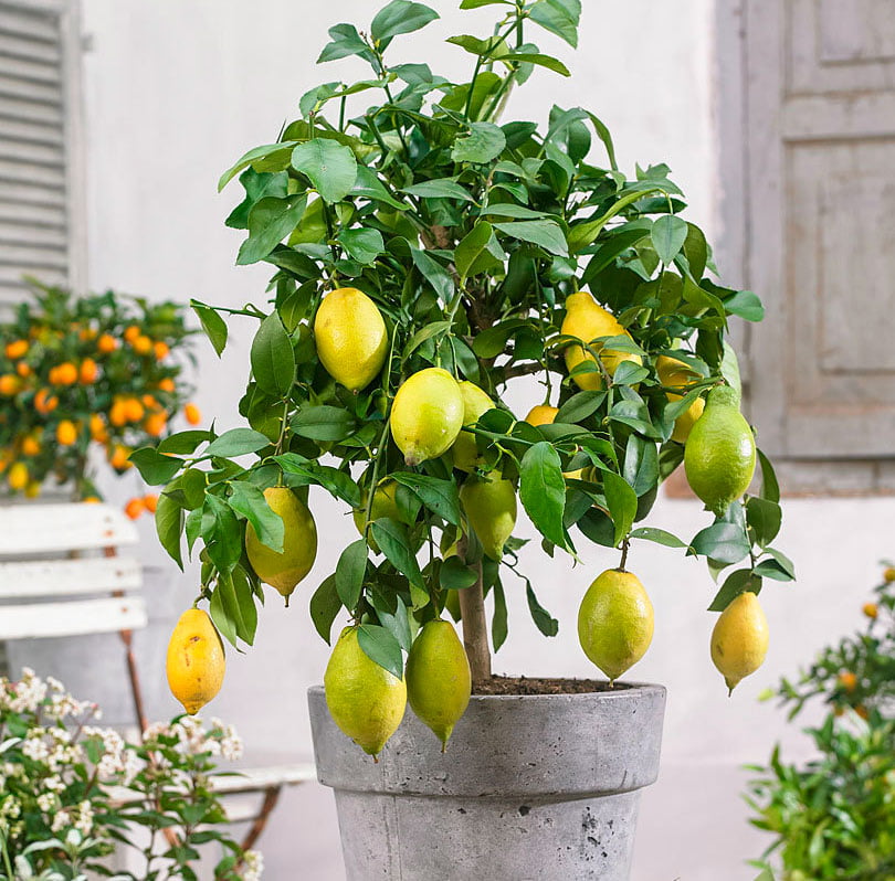 Лимонне дерево