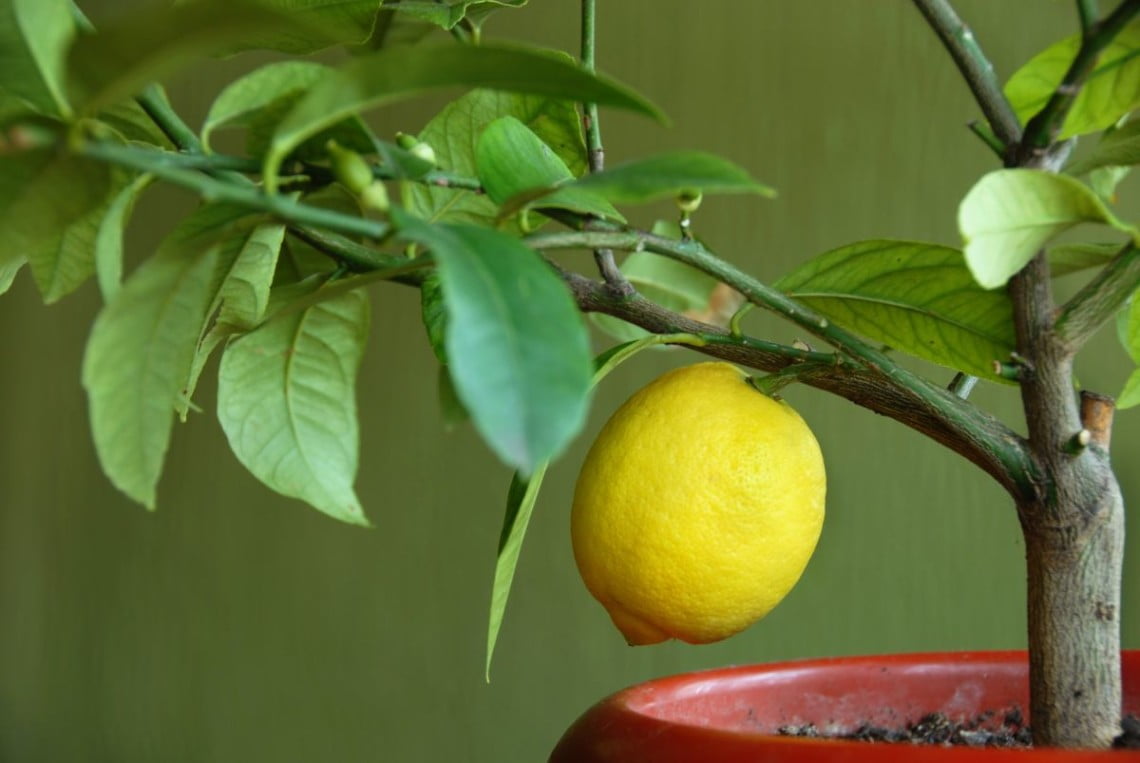 Как вырастить лимон из косточки – лимонное дерево в домашних условиях