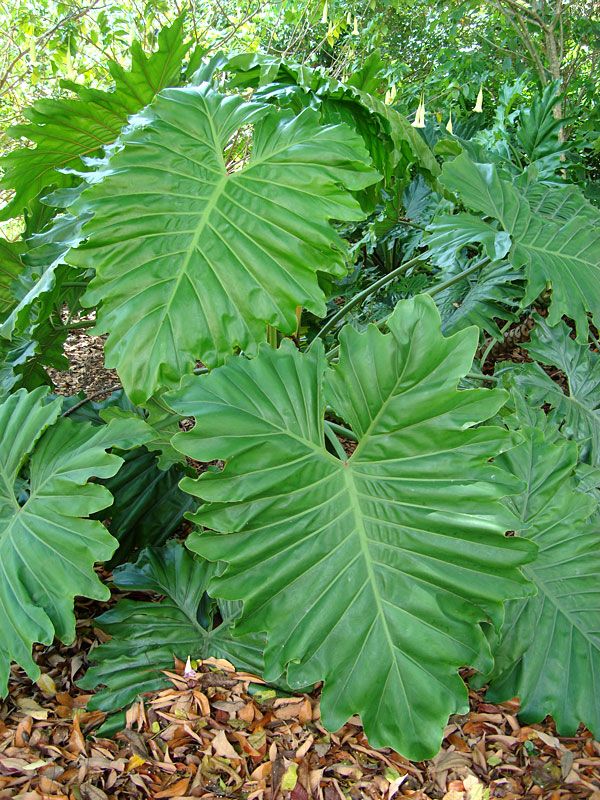 Philodendron Evansii