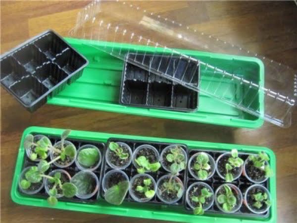 Seedlings from seeds