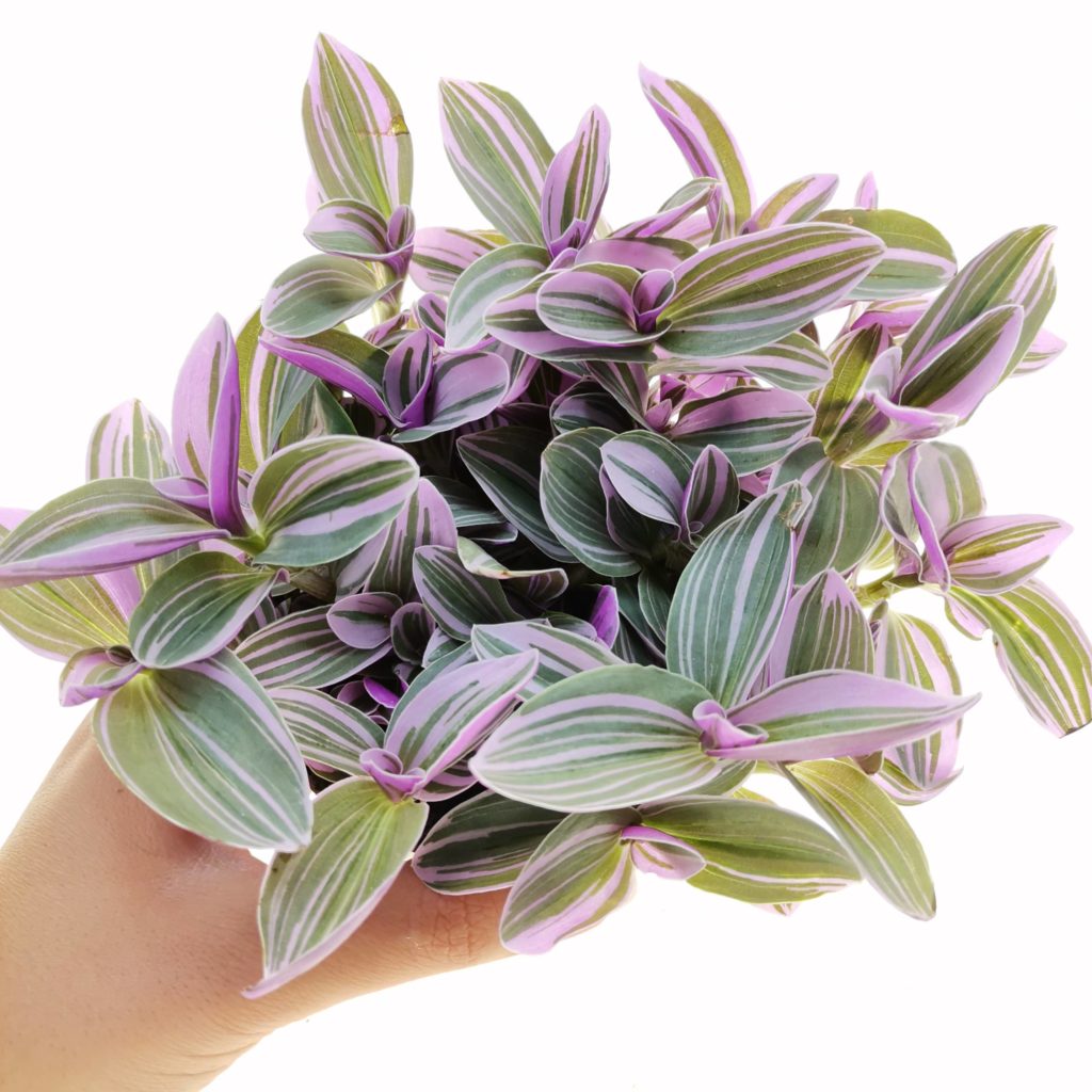 Традесканция - Tradescantia