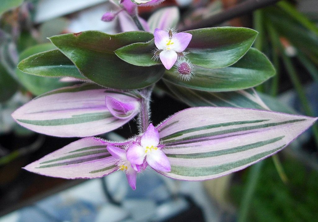 Tradescantia Blossfeldiana