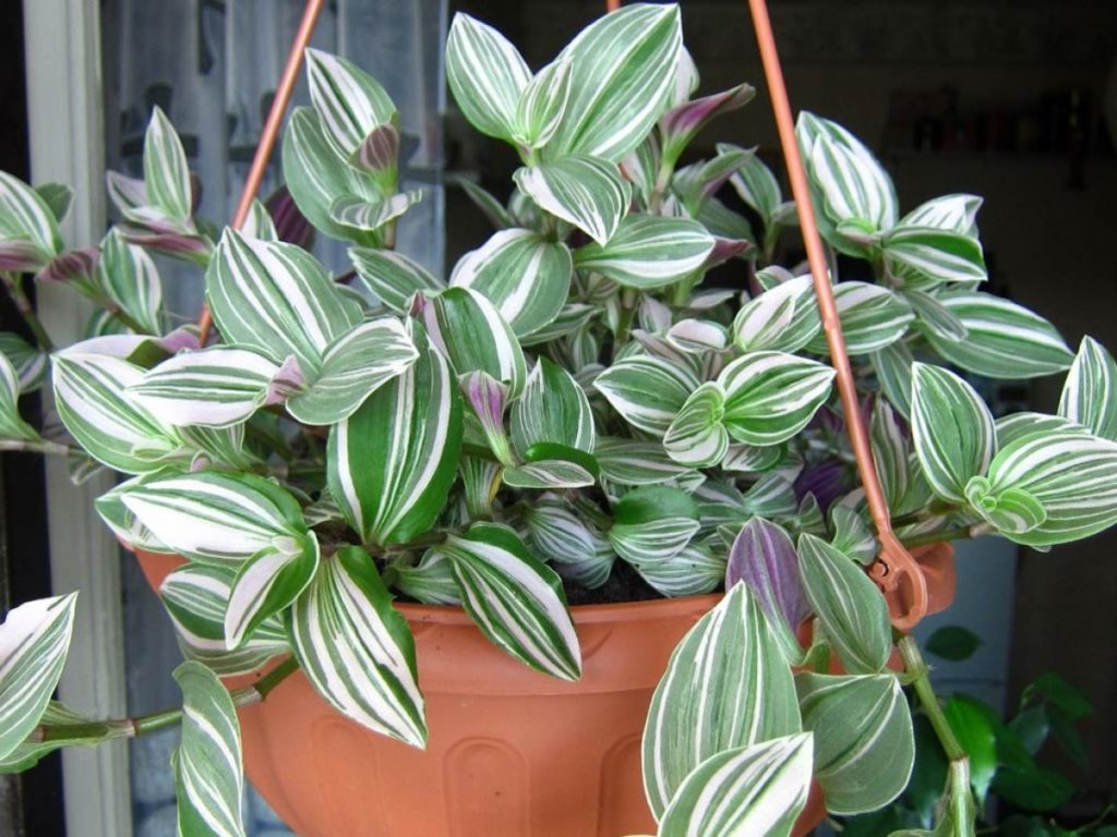 Tradescantia