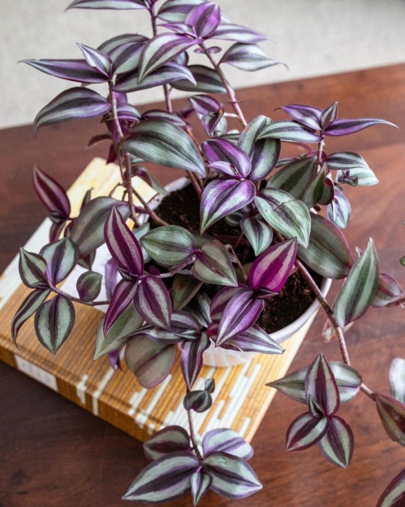 Tradescantia