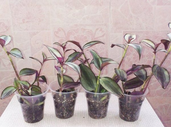 Tradescantia