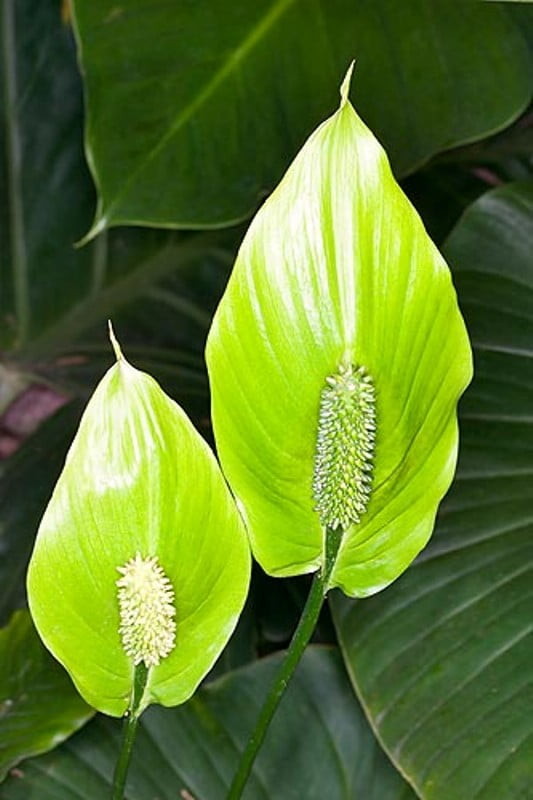 Spathiphyllum Blandum