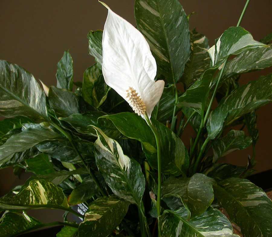 Spathiphyllum heliconiifolium