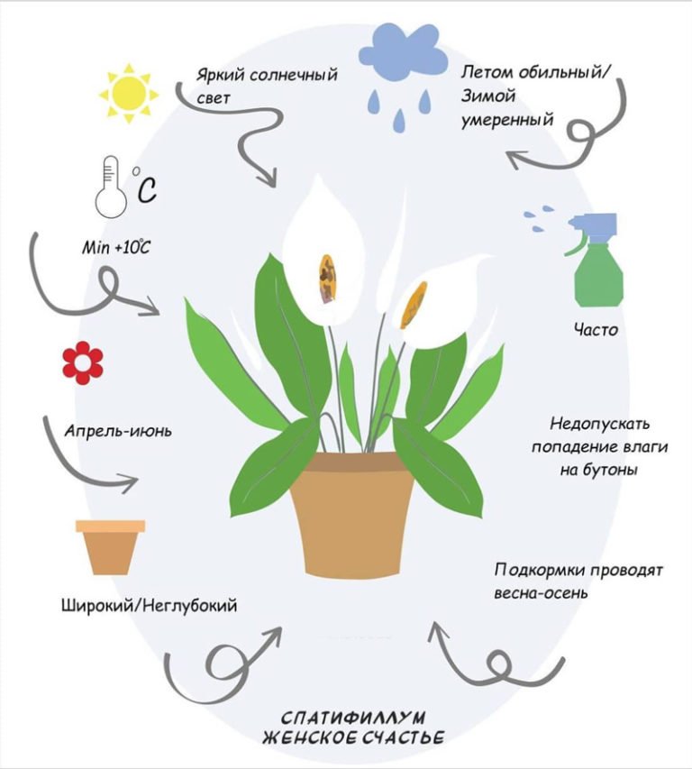 Спатифиллум уход и пересадка в домашних. Комнатные растения иллюстрации. Комнатное растение женское счастье. Схема комнатного растения. Комнатное растение спатифиллум.