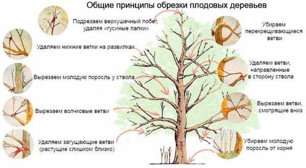 Формирование кроны плодовых деревьев