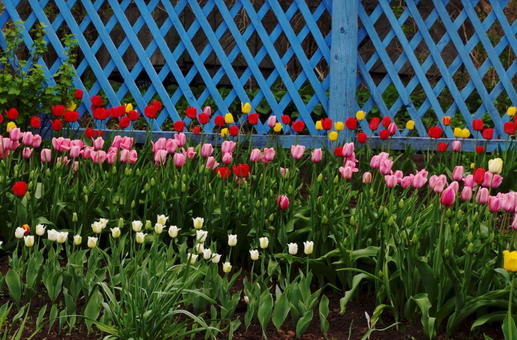 Клумба з тюльпанів вздовж паркану