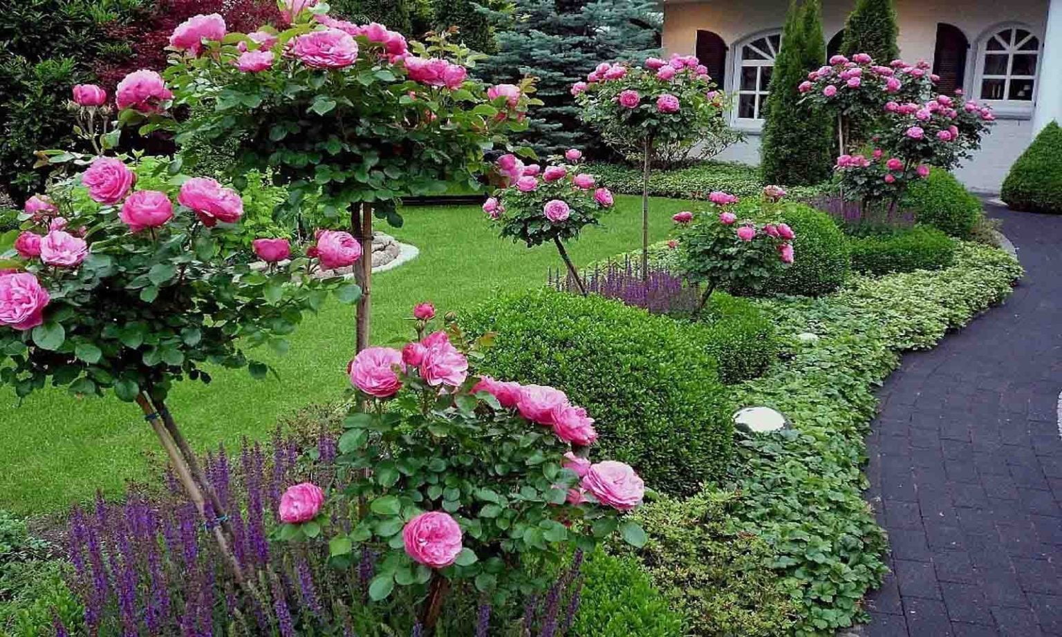 Красивые цветы на дачу фото. Розы в саду.