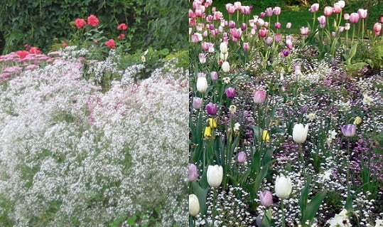 Тюльпаны и гипсофила в саду