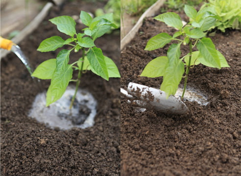 Коли і як висаджувати розсаду перцю в ґрунт