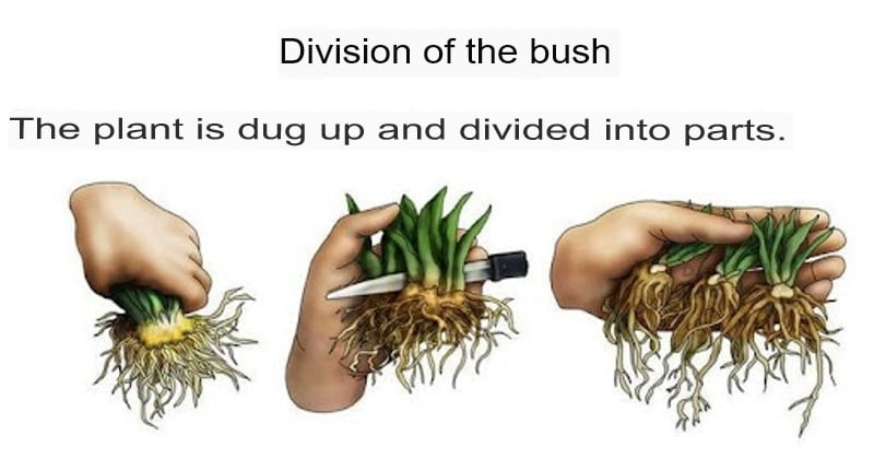 Dividing the bush