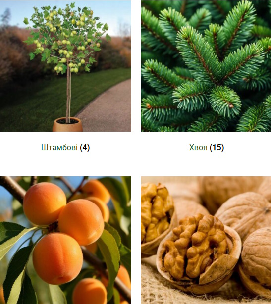 саджанці дерев