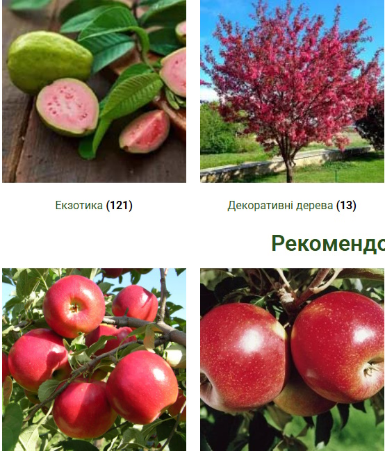 саджанці дерев